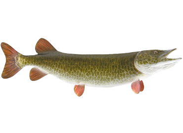 Muskie Fishmount