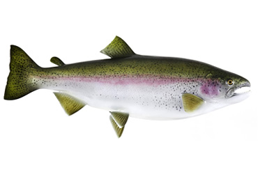 Rainbow Trout Fishmount