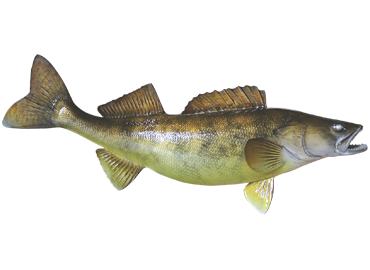 Walleye Fishmount