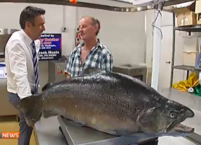 World Record Mako reproduced by Gray Taxidermy molding process