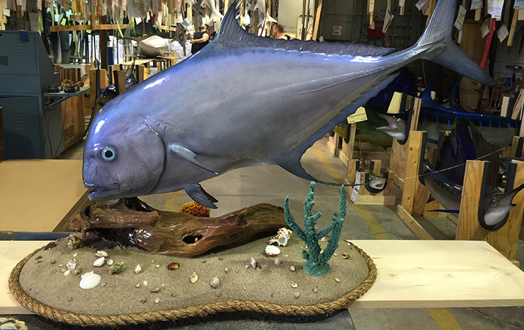 African Pompano fish trophy alternative