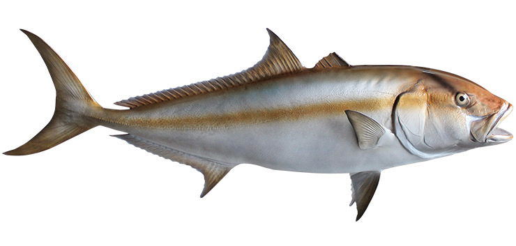 Amberjack Fishmount