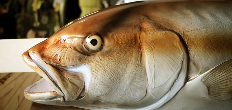 Amberjack fish replica mount