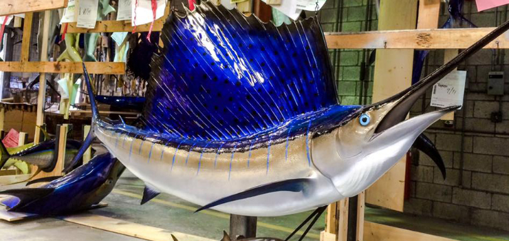 Atlantic Sailfish mount shop