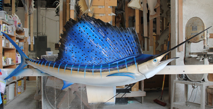 Atlantic Sailfish mount shop