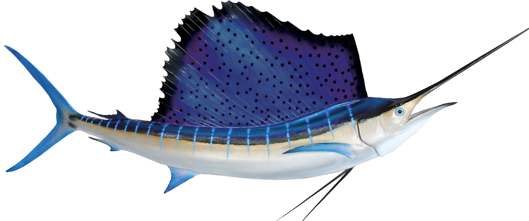 Atlantic Sailfish Mount