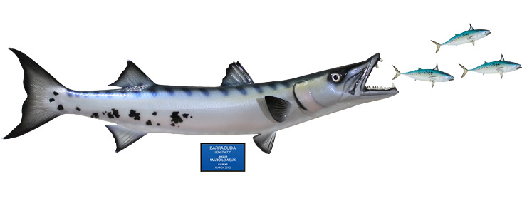 Barracuda fish mount with baitfish