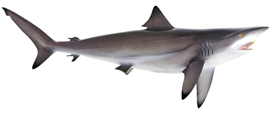 Blacktip Shark Mount