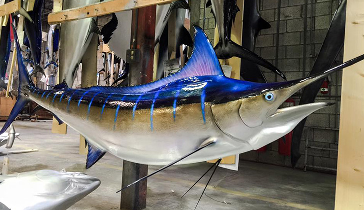 Blue Marlin fish Replica at the shops of Gray Taxidermy