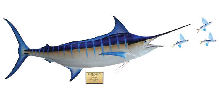 Blue Marlin fish Replica baitfish scene