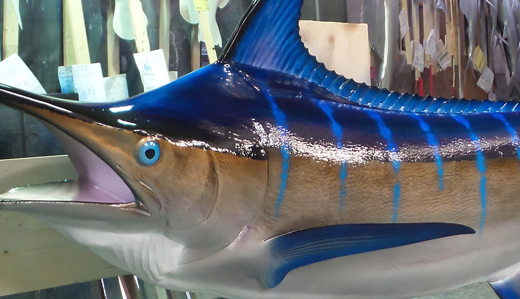 Blue Marlin fish Replica at the shops of Gray Taxidermy