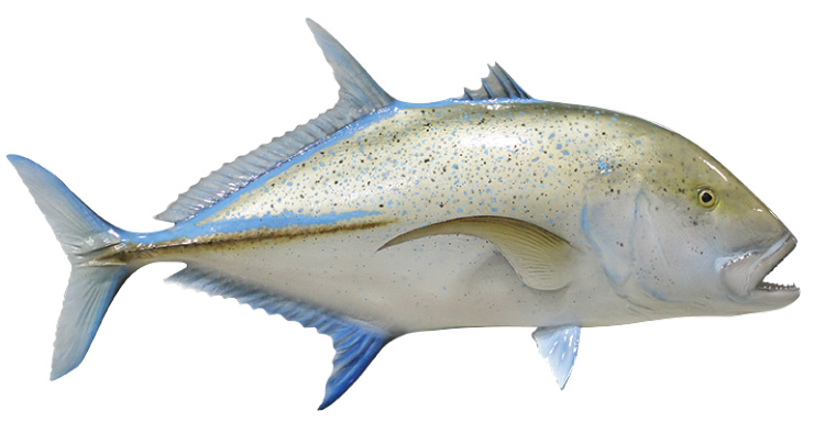 Bluefin Trevally