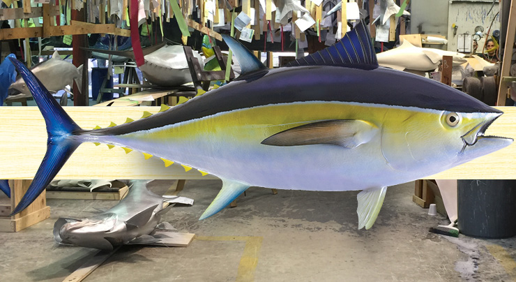 Blackfin Tuna mount on a wooden plaque