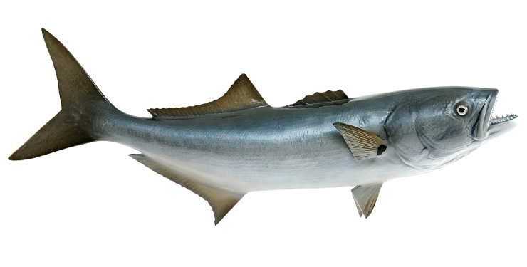 Bluefish Fishmount