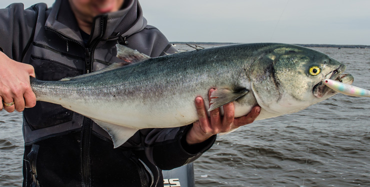 Bluefish caught