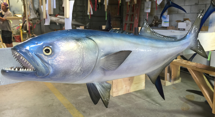 Bluefish Fishmount