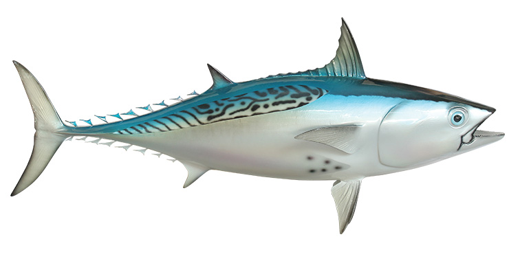 Bonito Fishmount