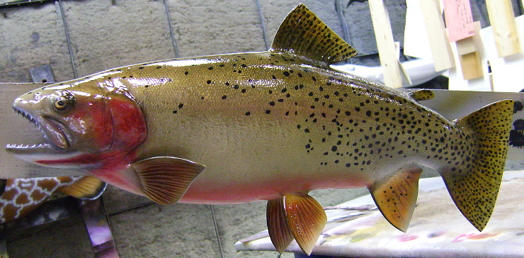 Brown Trout Fishmount