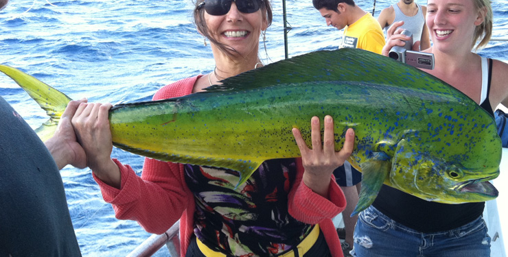 Bull Dolphinfish 