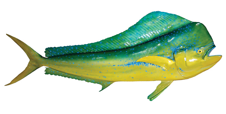 Bull Dolphinfish Fishmount