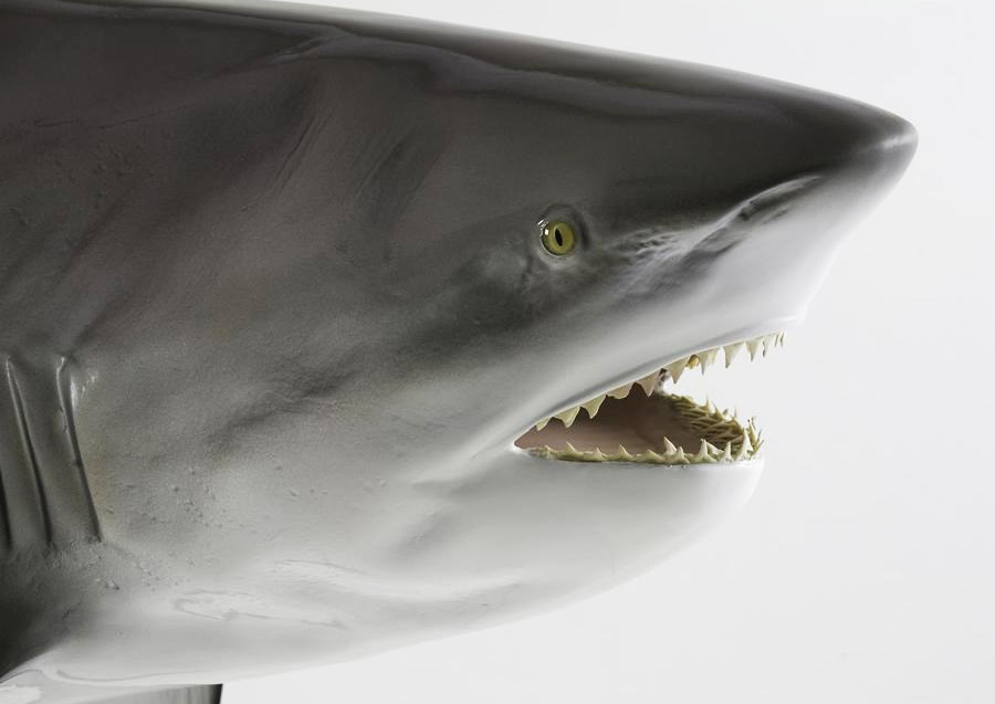 Close up of a Bullshark head