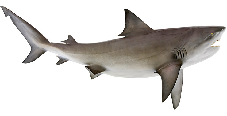 Bull Shark Mount