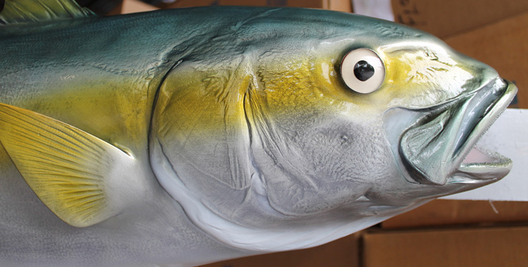 California Yellowtail mount close up