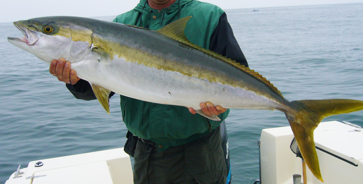 California Yellowtail 