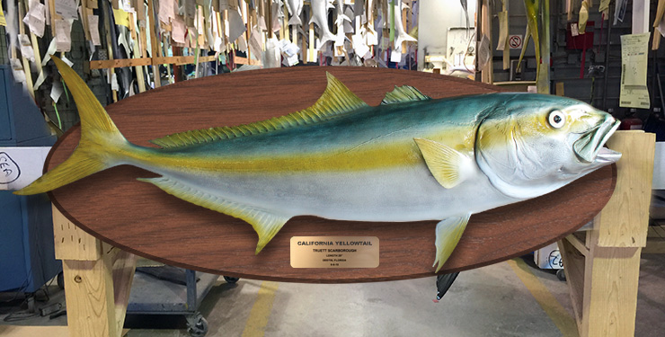 California Yellowtail mount on wood plaque