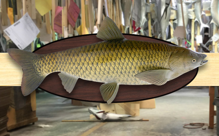 Carp Fishmount with wood plaque