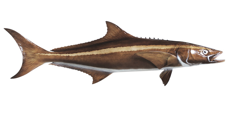 Cobia Fishmount