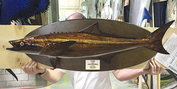 Cobia mount on wood plaque