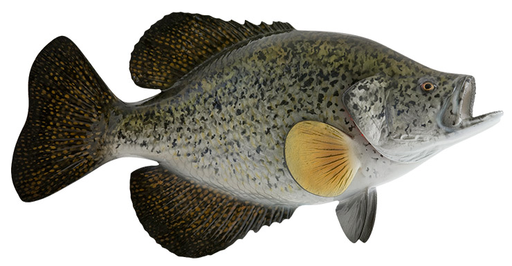 Crappie fishmount