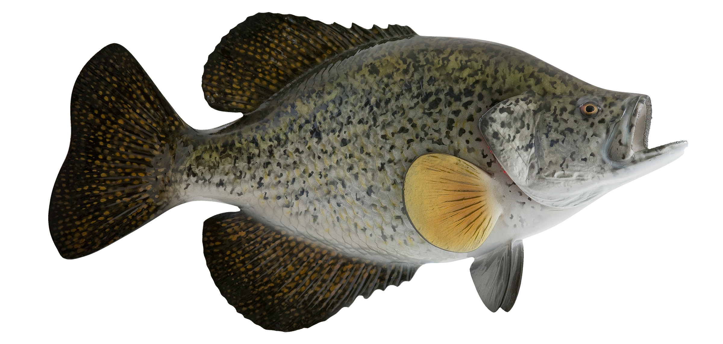 Crappie Fish mount, mounted fish