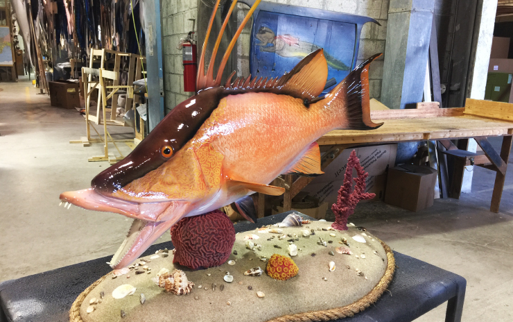 Hogfish ocean base fishmount