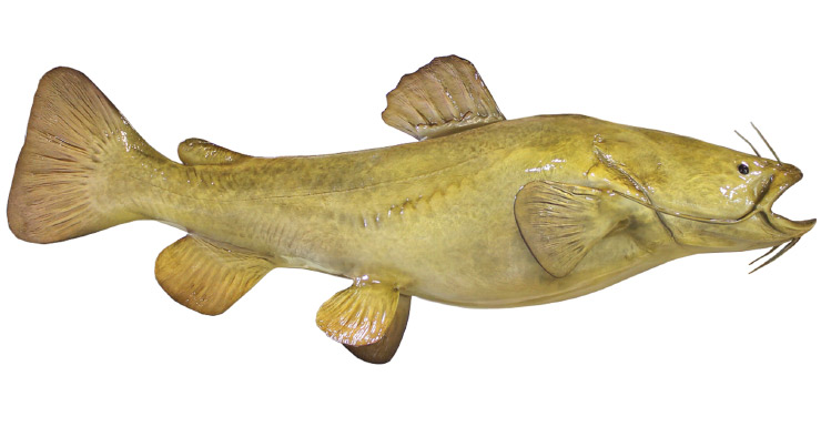 Flathead Catfish fishmount