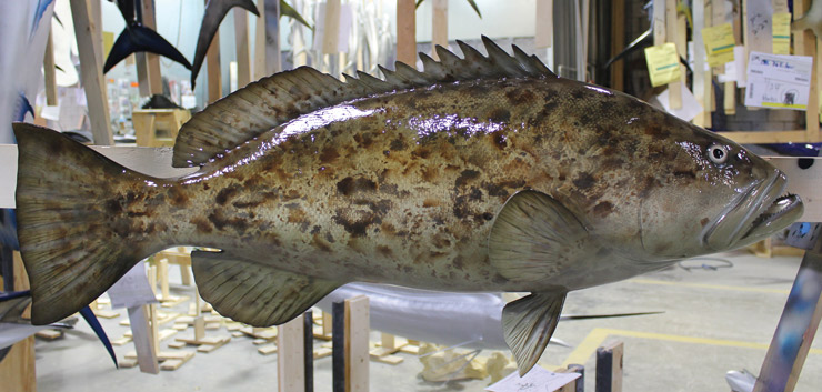 Gag Grouper Fishmount