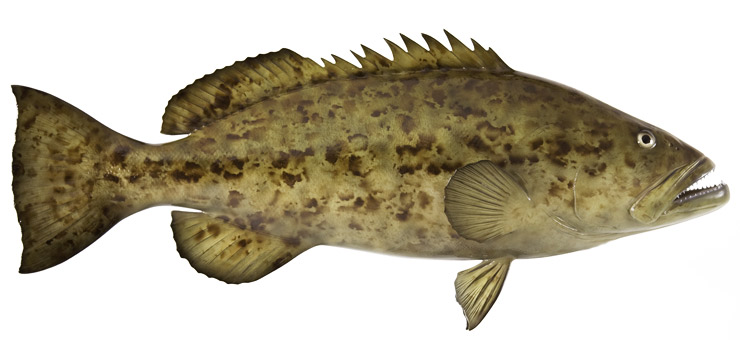 Gag Grouper Fishmount