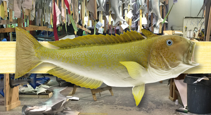 Golden Tilefish