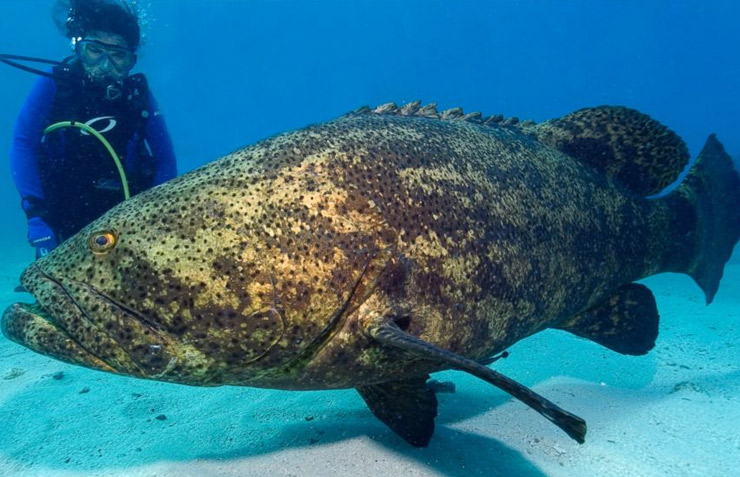 Goliath Grouper in water