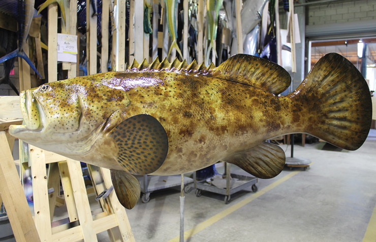 Goliath Grouper Replica