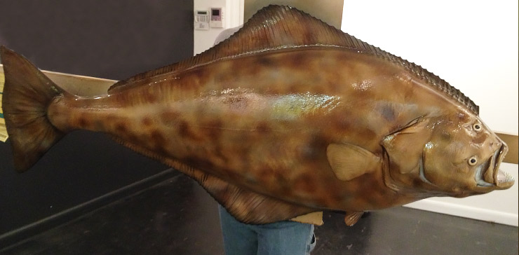 Halibut Fishmount