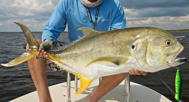 Jack Crevalle