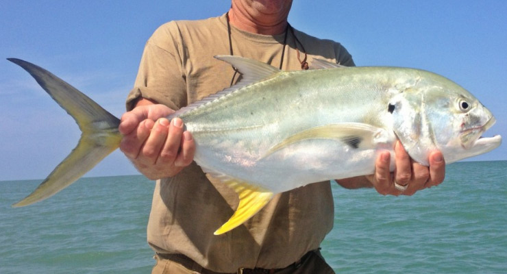 Jack Crevalle