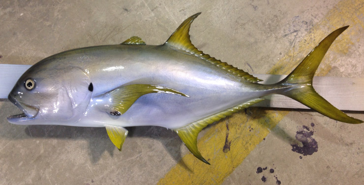 Jack Crevalle custom mount