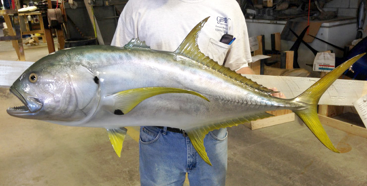 Jack Crevalle Mount