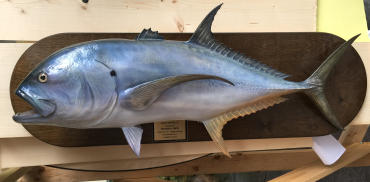 Jack Crevalle on wood plaque