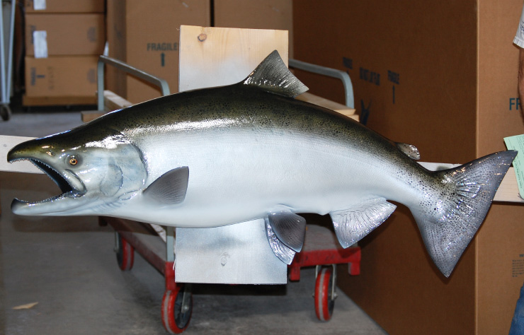 King/Chinook Salmon Trophy mount