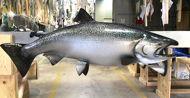 King/Chinook Salmon Fishmount