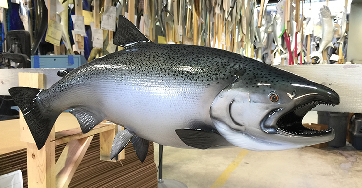 King/Chinook Salmon Fishmount